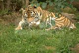 leipzig zoo-01_07_2011_zoo_allgemein_188